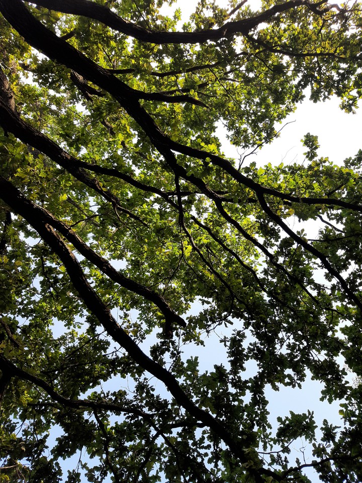 Tree.