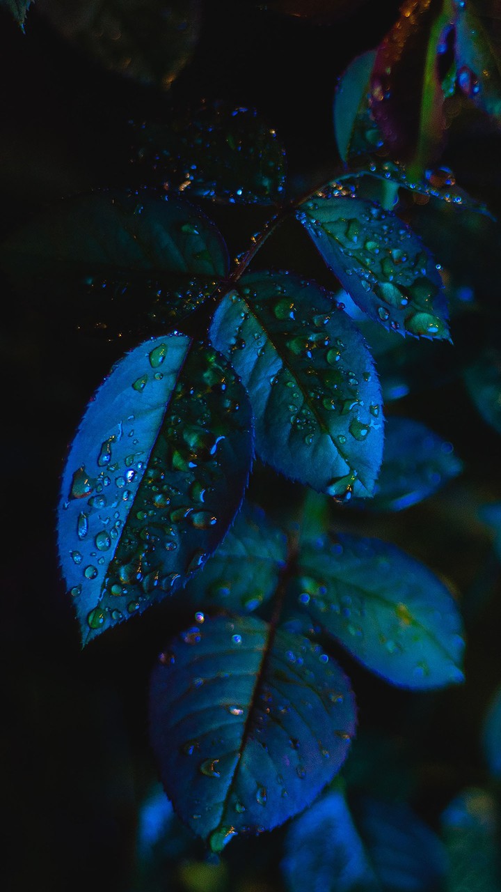 drops