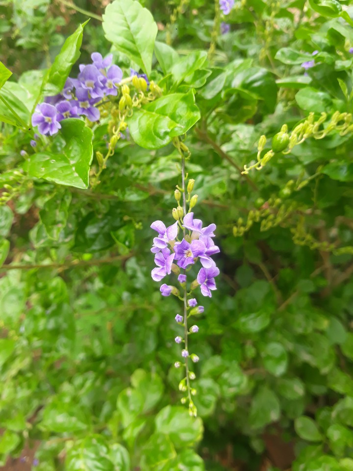 lavendar colour flower