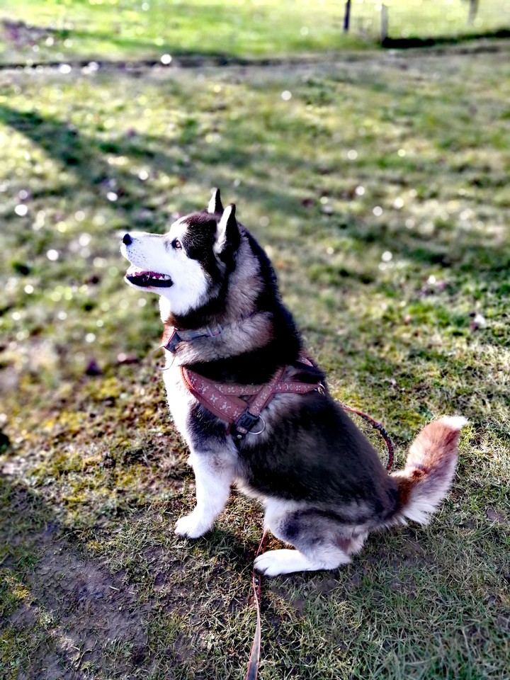 The dog