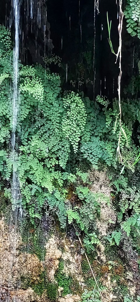 sfondi landscape, groundcover