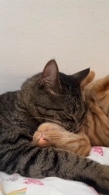 Мяу-мяу