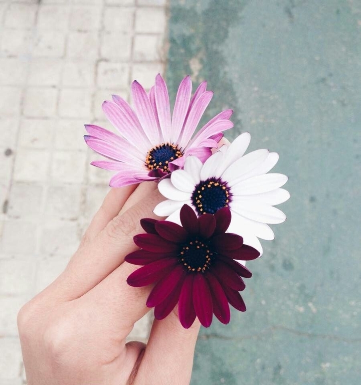 Flori