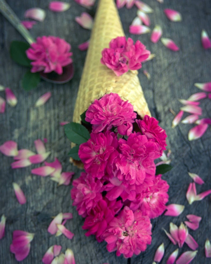 °❀•°: rose :°•❀°