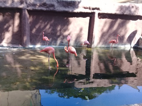 zoo