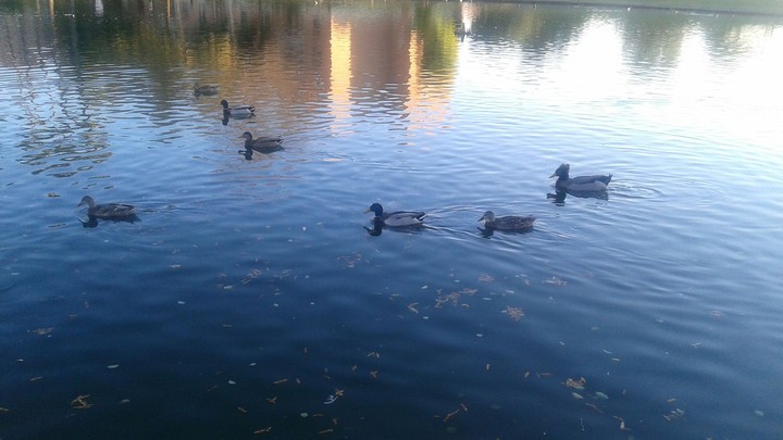 Duck Oasis