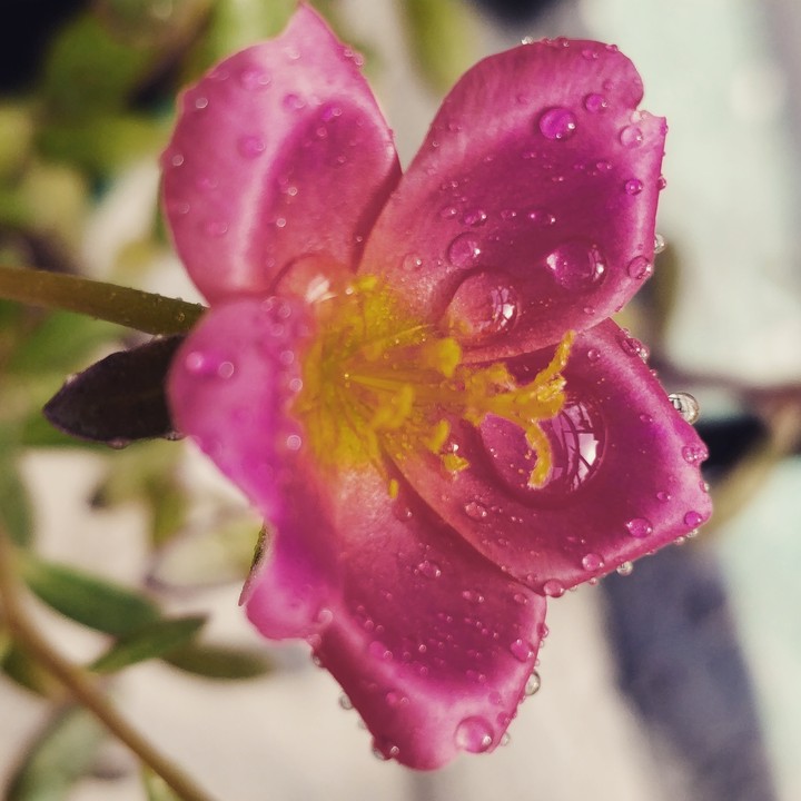 flower