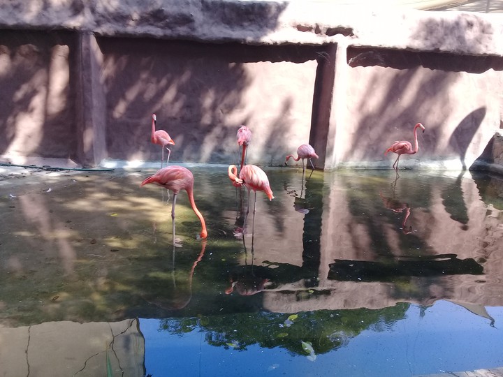 zoo