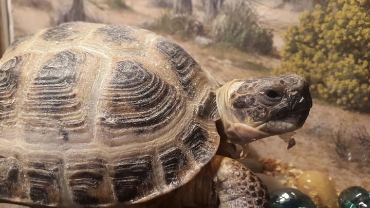 Turtle 2