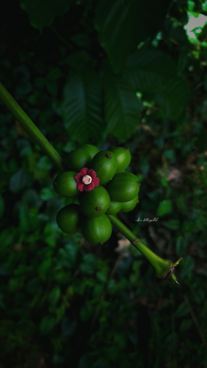 Green Coffie Bean + Red Spinach