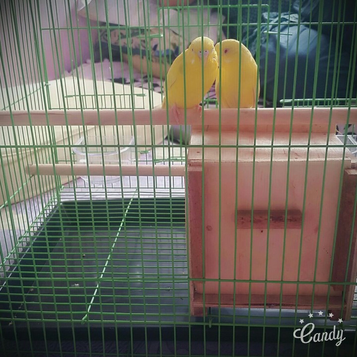 love birds