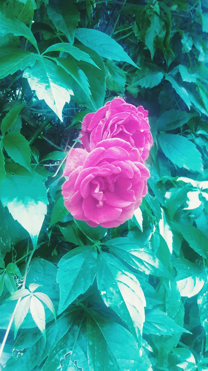 Roses