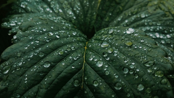 dew