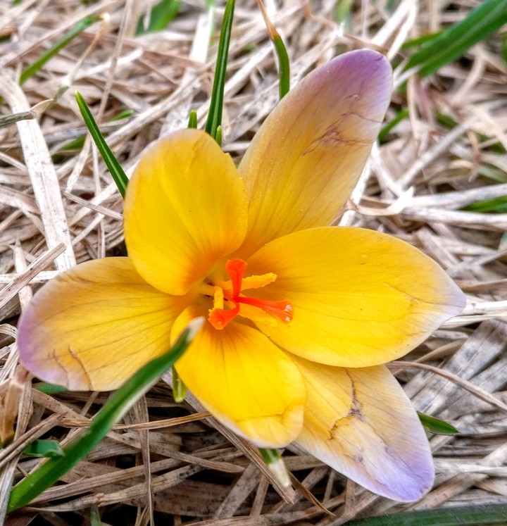 spring flower