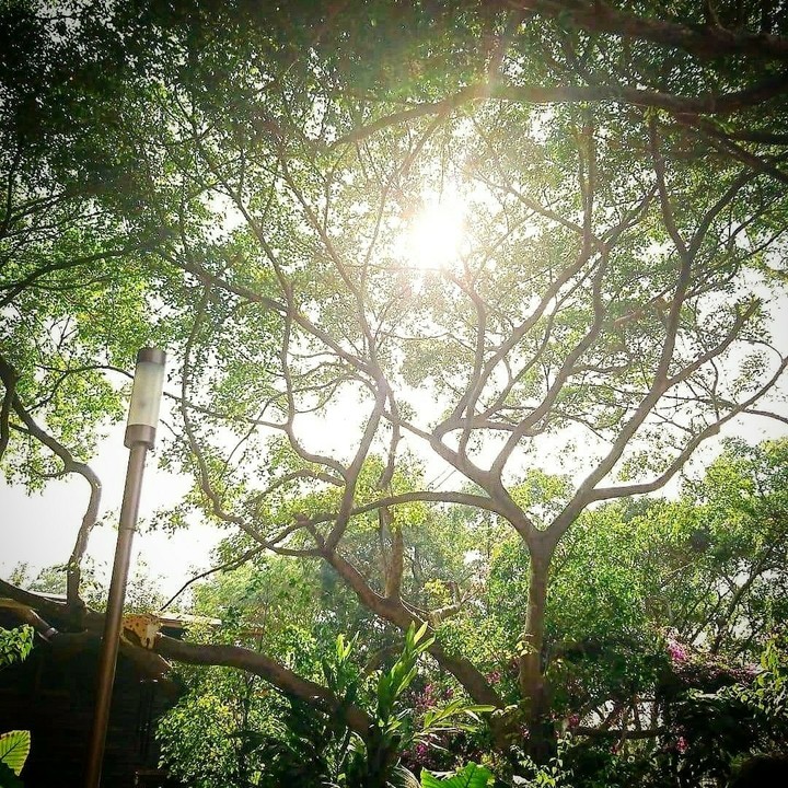 nature