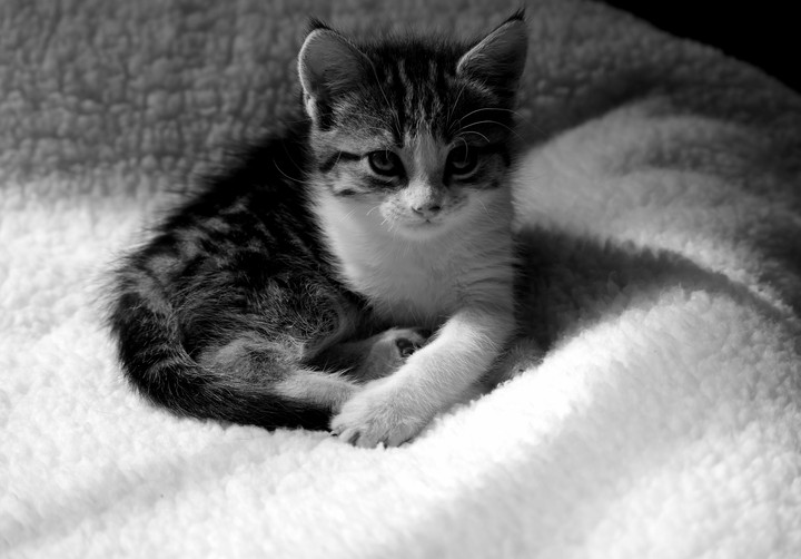 My little friend 00001