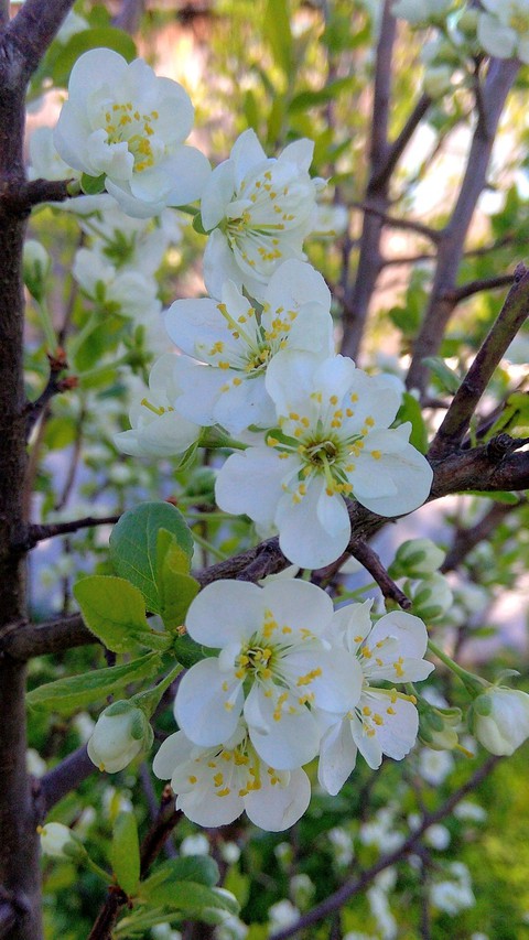 Blossom