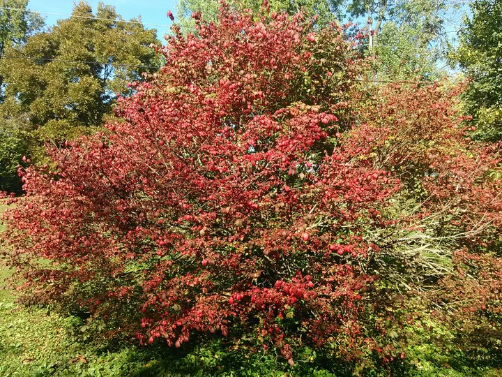 Red Tree