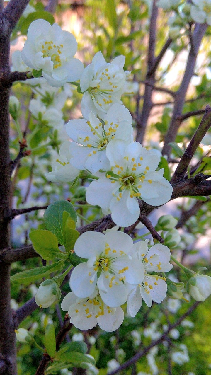 Blossom