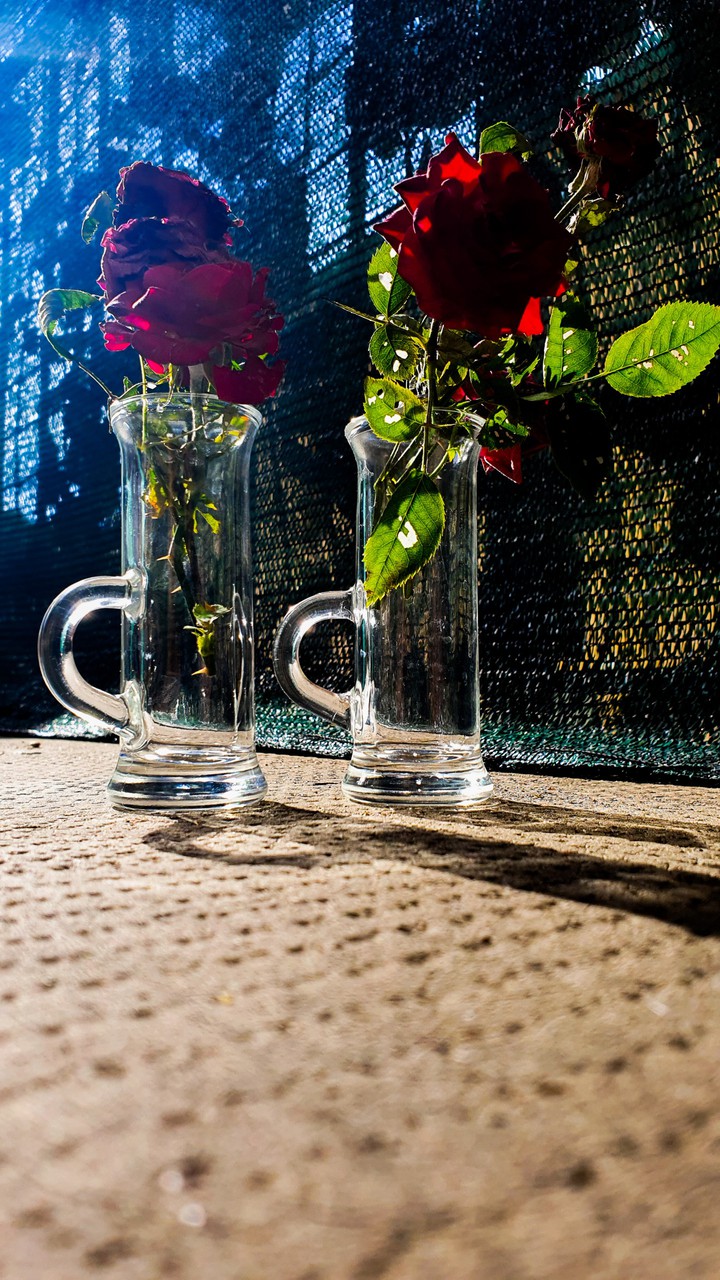 rose on a glass