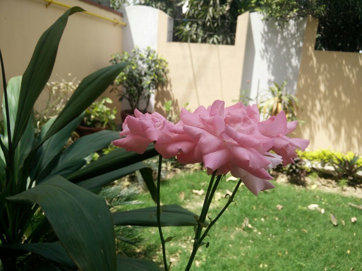 flower