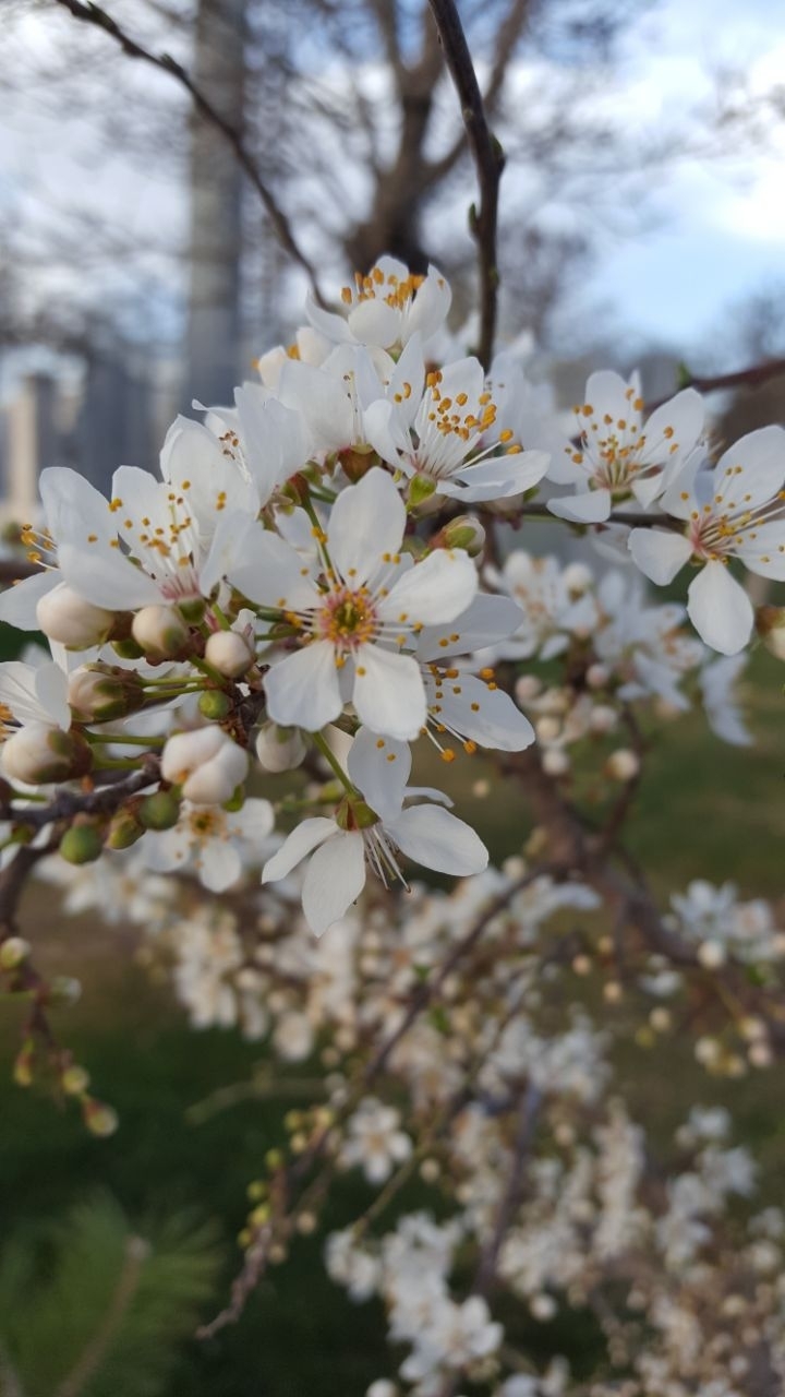 Flower of plum