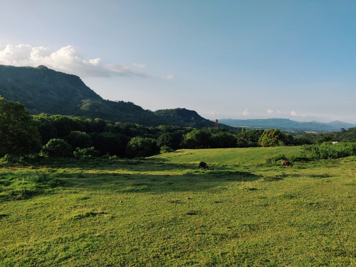 Greener Pasture