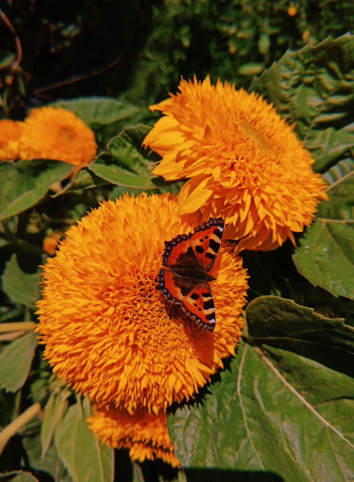 Sunflower