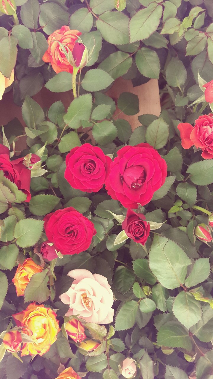 rose