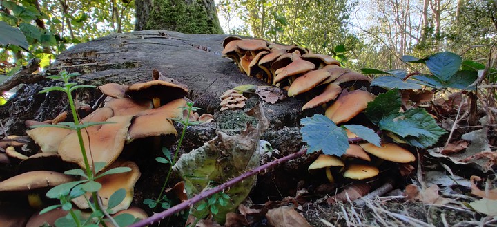 Pilze
