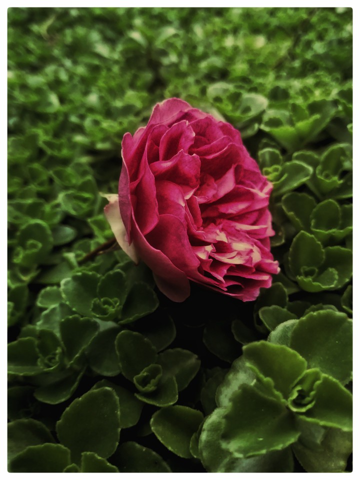 good rose