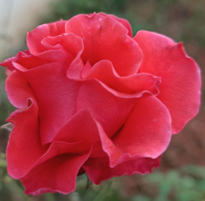 rose ?