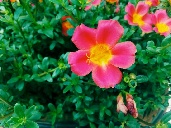 flower
