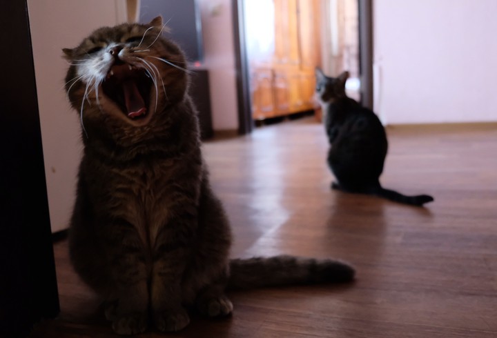 Cats