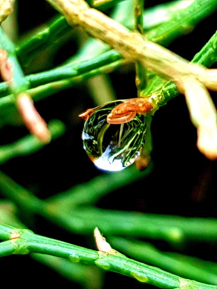 A rain drop