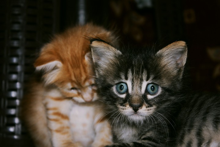 my cats