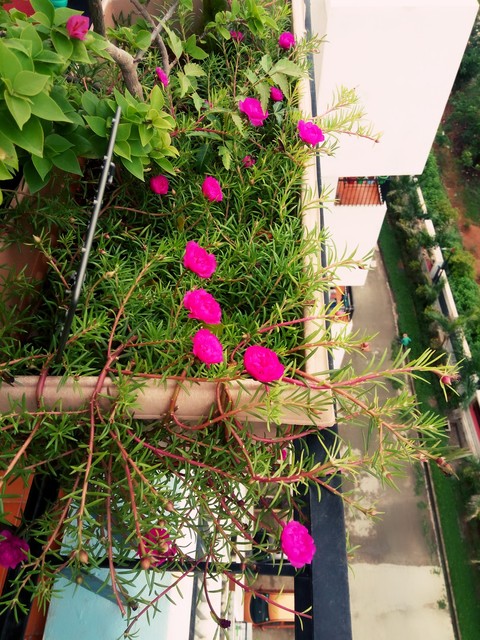 red flower