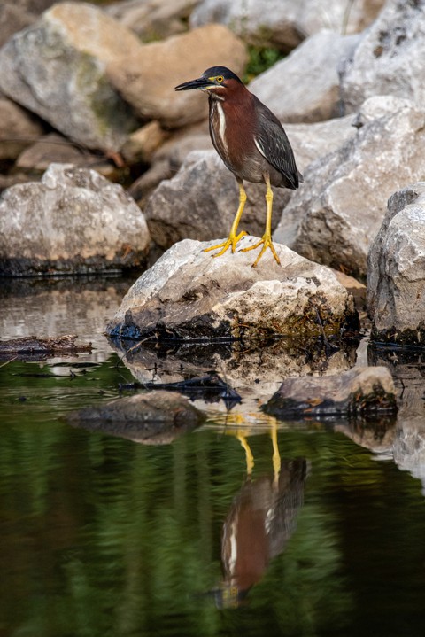 bird