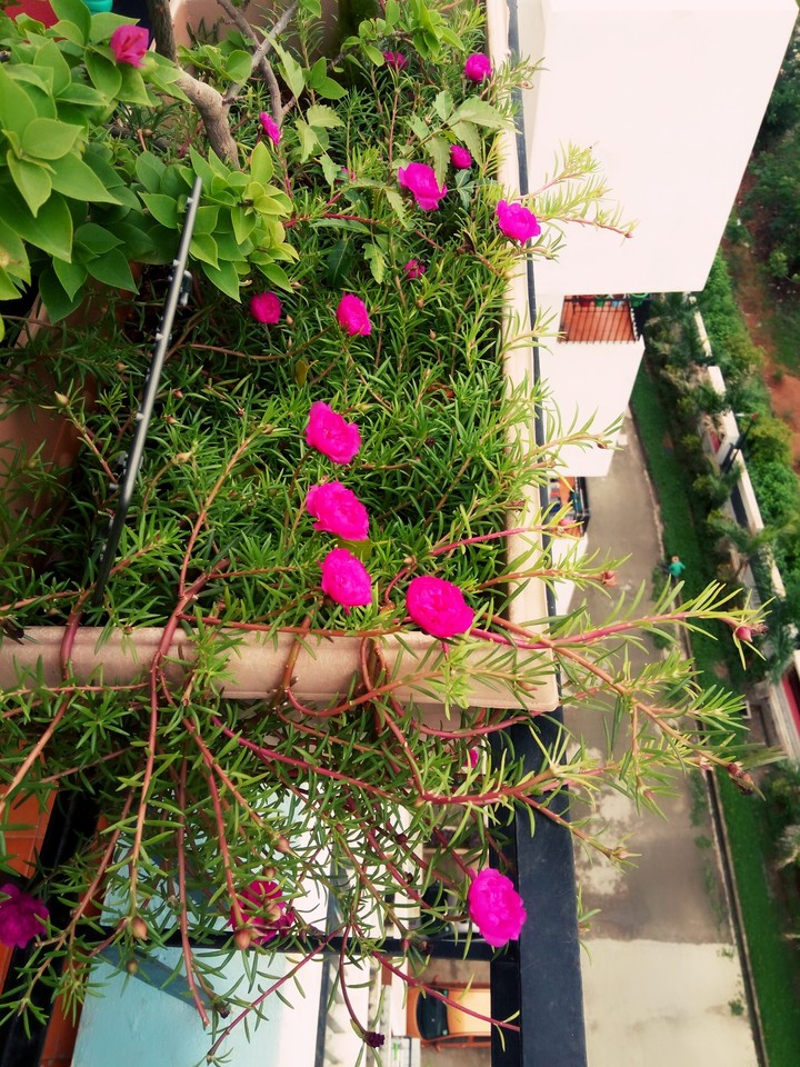 red flower