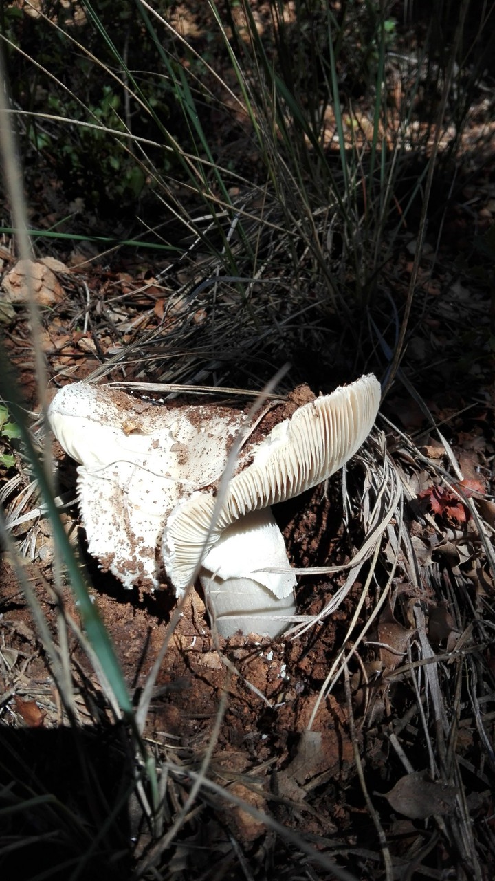White mushroom