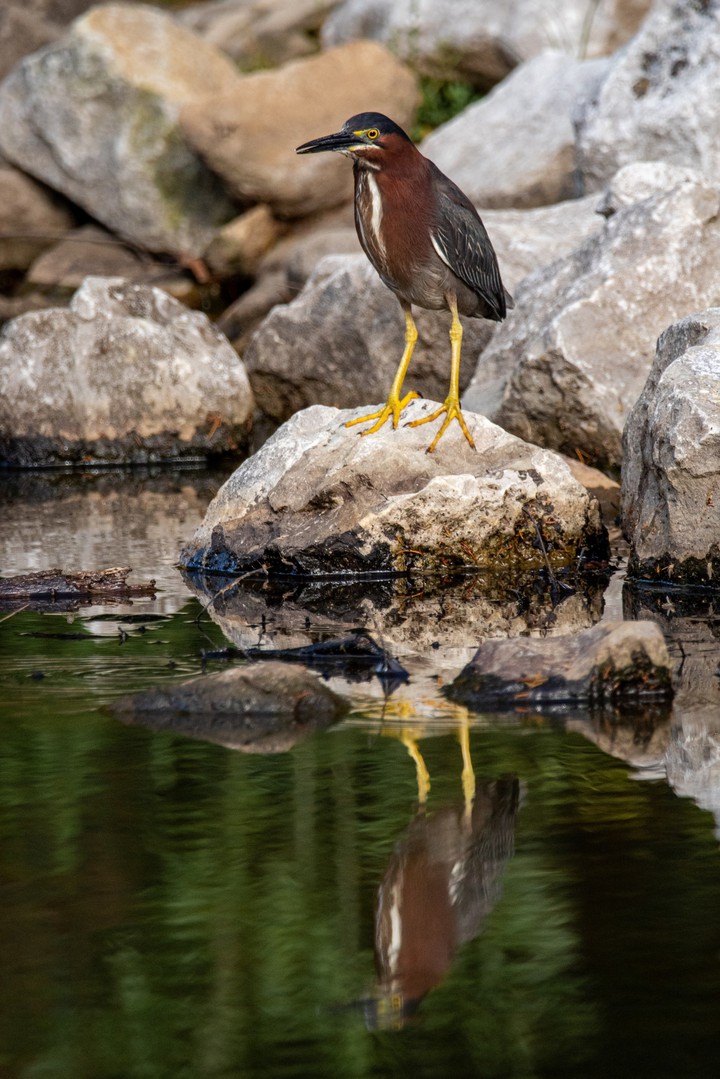bird