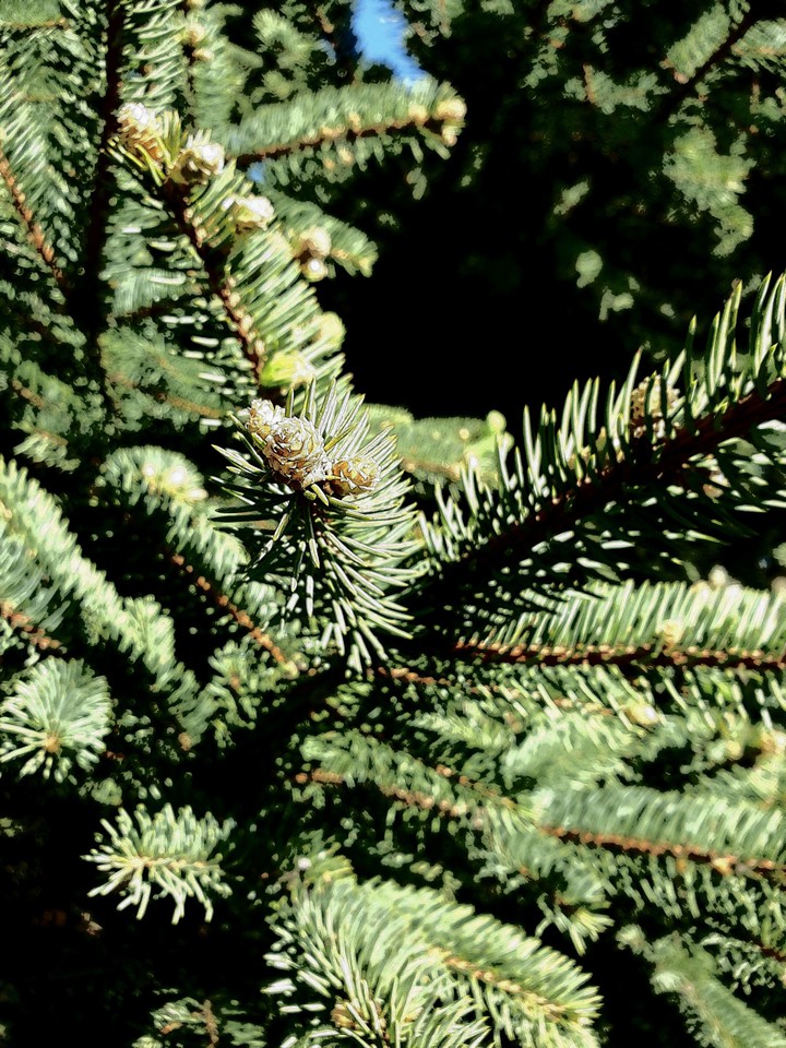 prickly tree