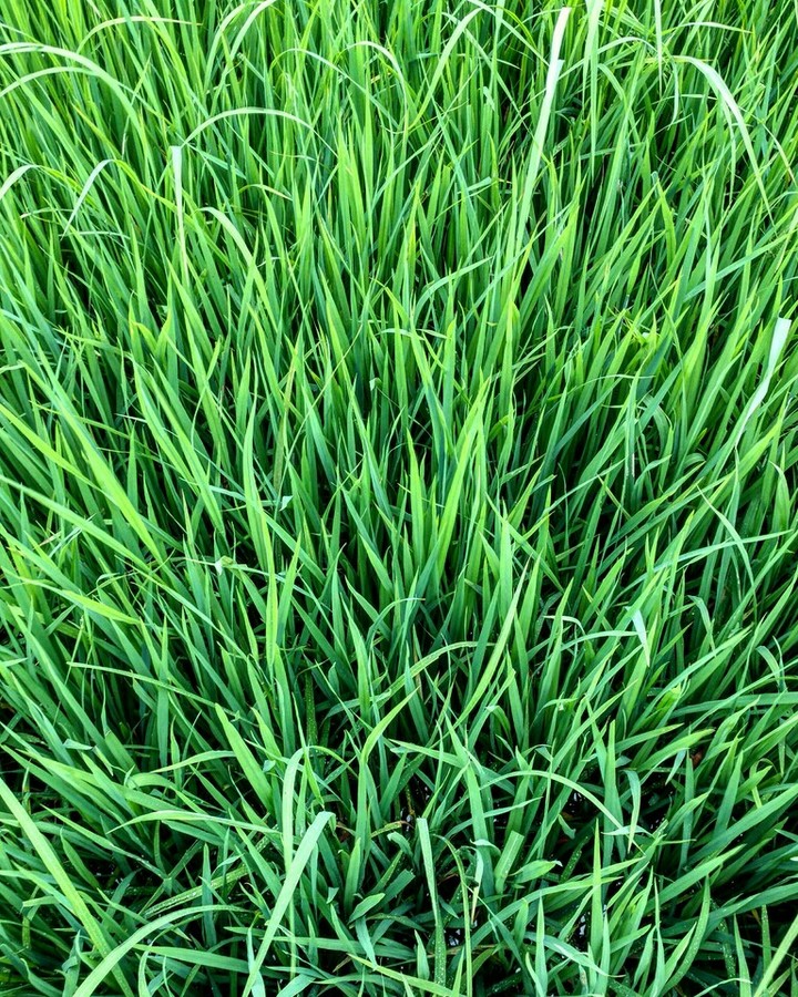 grass wallpaper