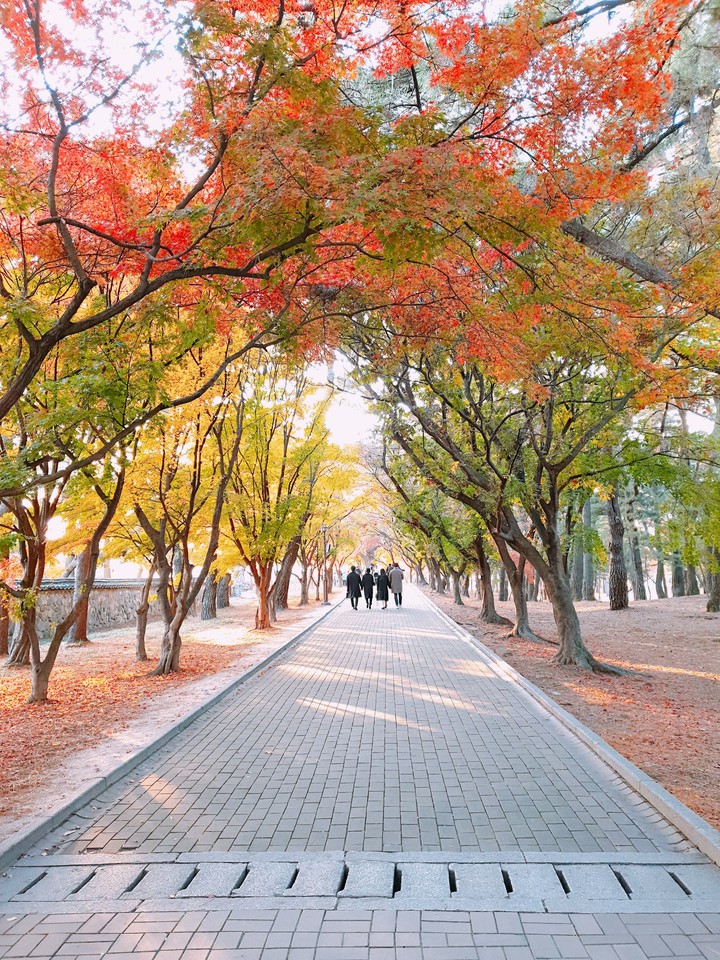Maple