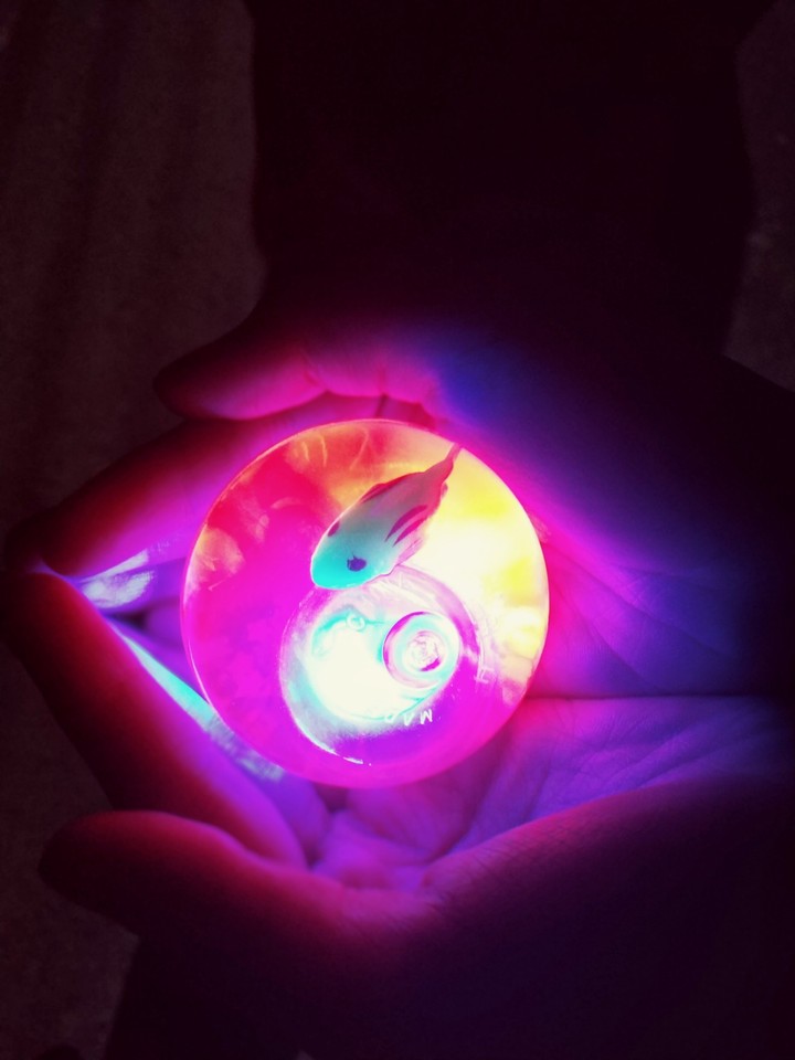 lights