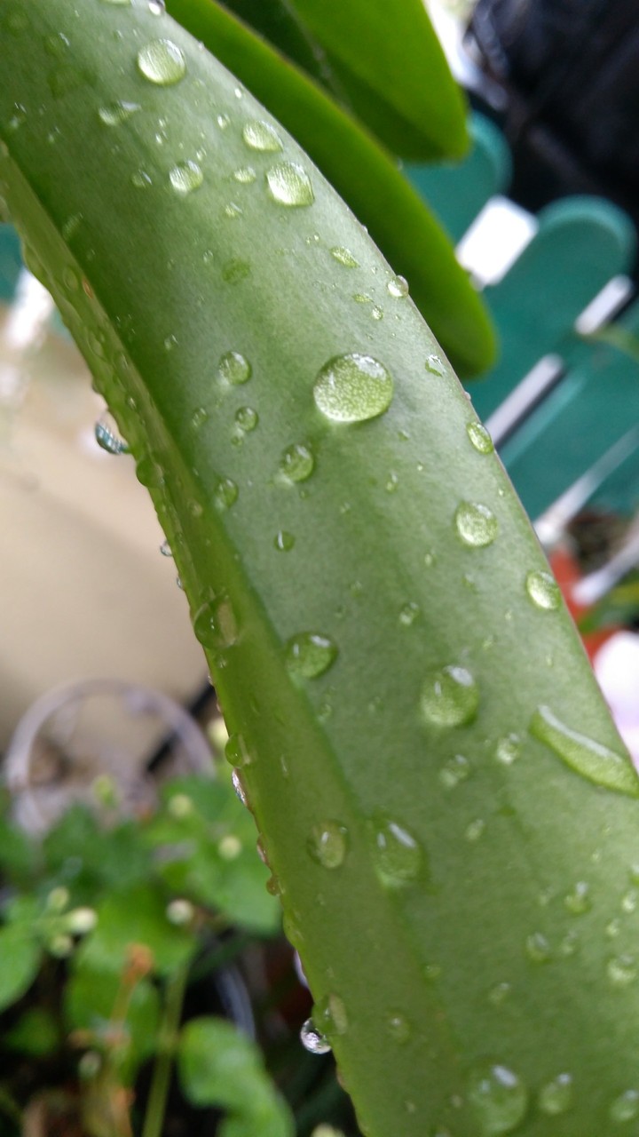 water droplet on leaf