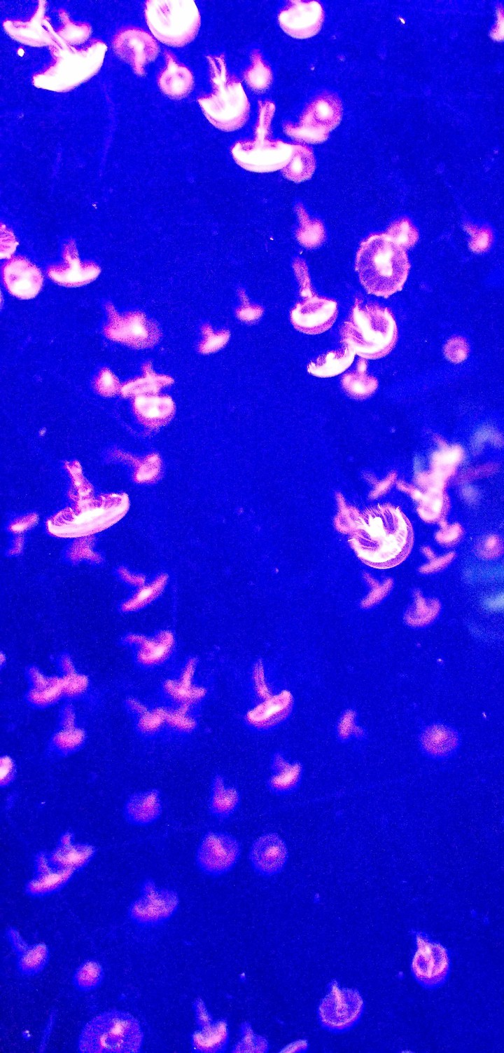 Jelly Dream