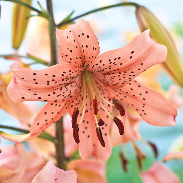 #speckled petals