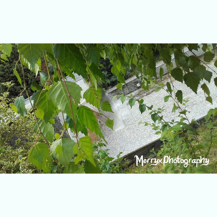 GreenLove