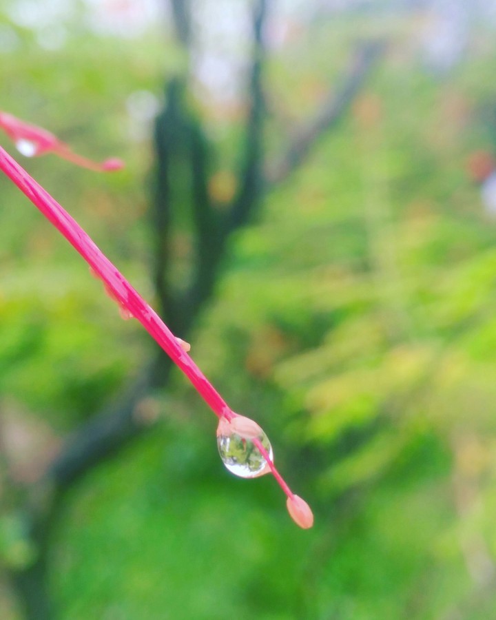Rain drop